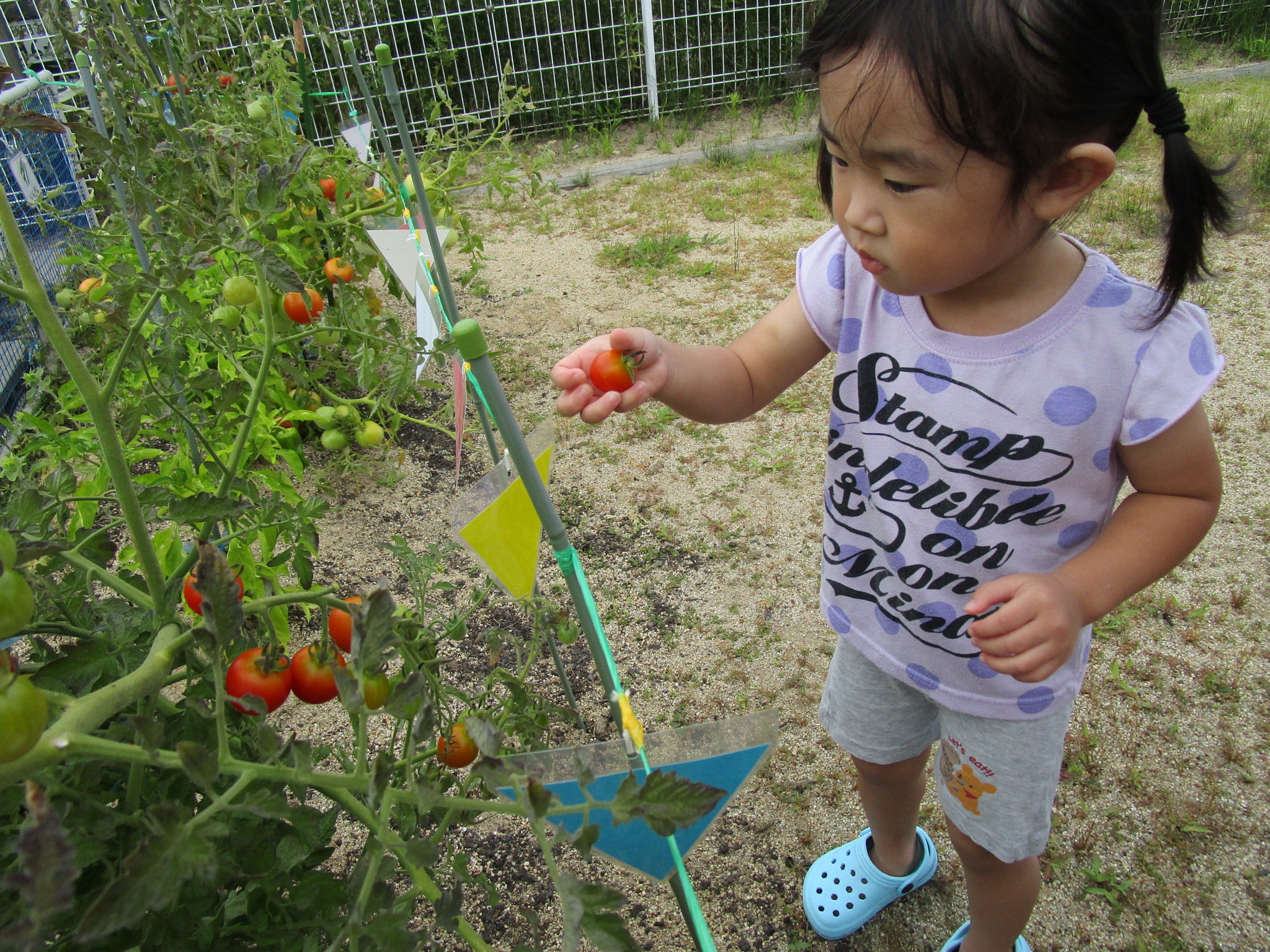 夏野菜の収穫